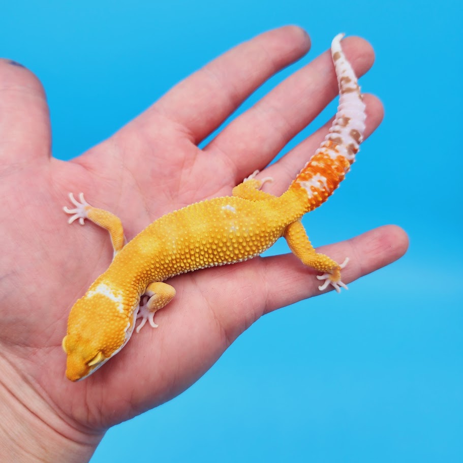 Female Mandarin Inferno Tremper Leopard Gecko – Geeky Gecko Creations