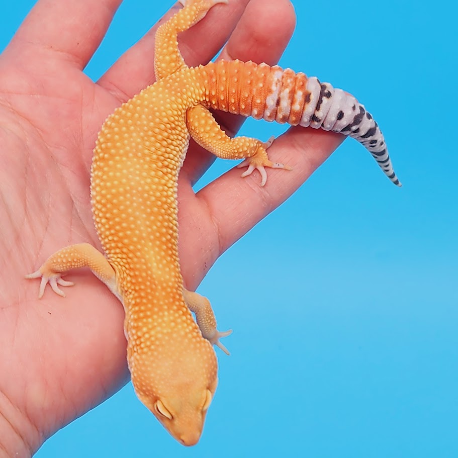 Male Super Hypo Mandarin Hyper Xanthic Bold Baldy Leopard Gecko – Geeky ...