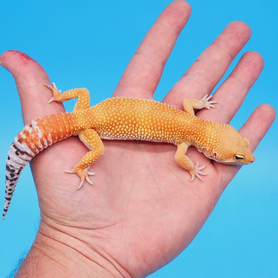 Male Super Hypo Mandarin Hyper Xanthic Bold Baldy Leopard Gecko – Geeky ...