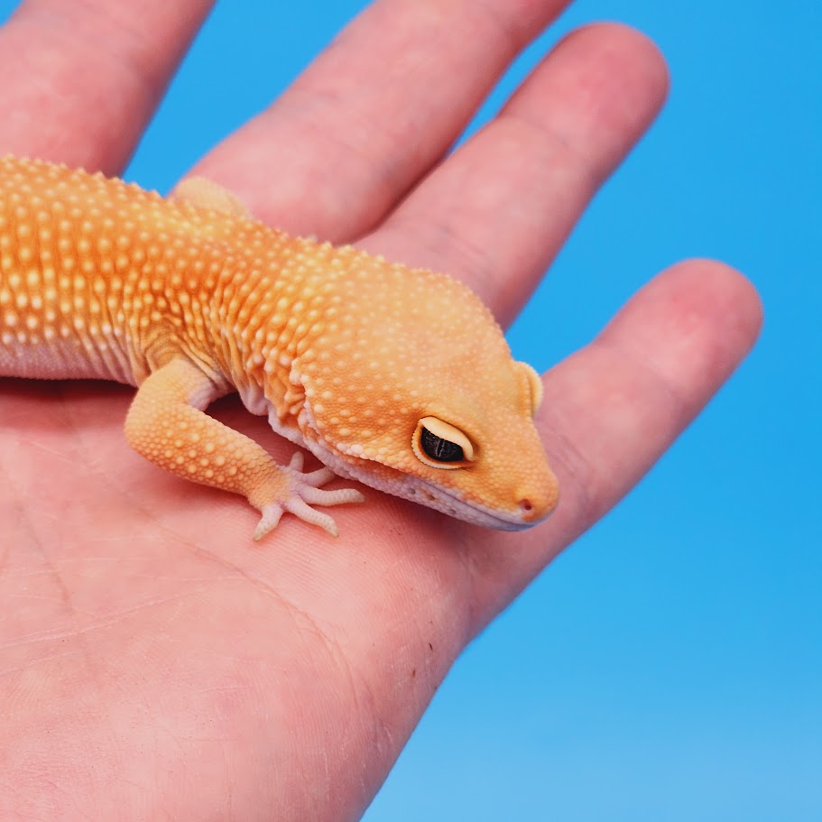 Male Super Hypo Mandarin Hyper Xanthic Bold Baldy Leopard Gecko – Geeky ...