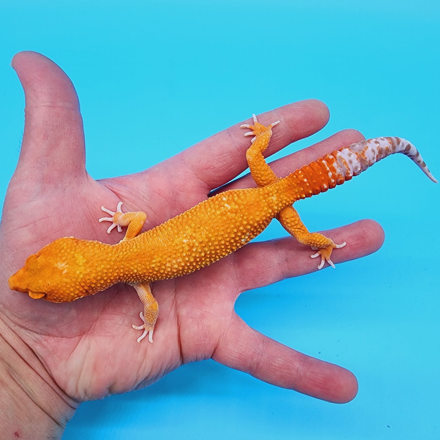 Male Inferno Tremper Albino Carrot Tail