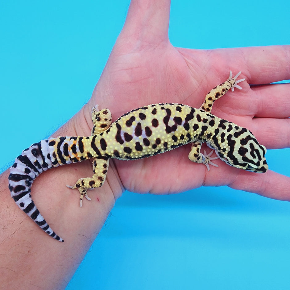 Bumblebee Leopard Gecko – Geeky Gecko Creations