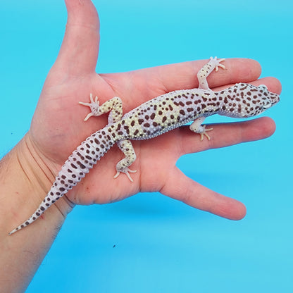 Male FREEZE Fasciolatus Mack Snow