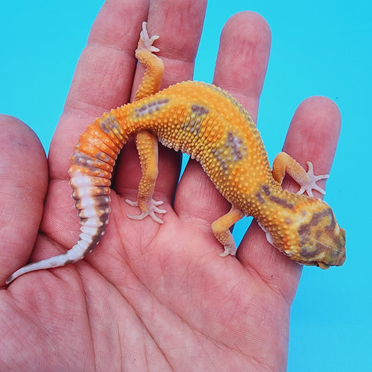 Mandarin Inferno Tremper Albino Jungle Emerine (unsexed)