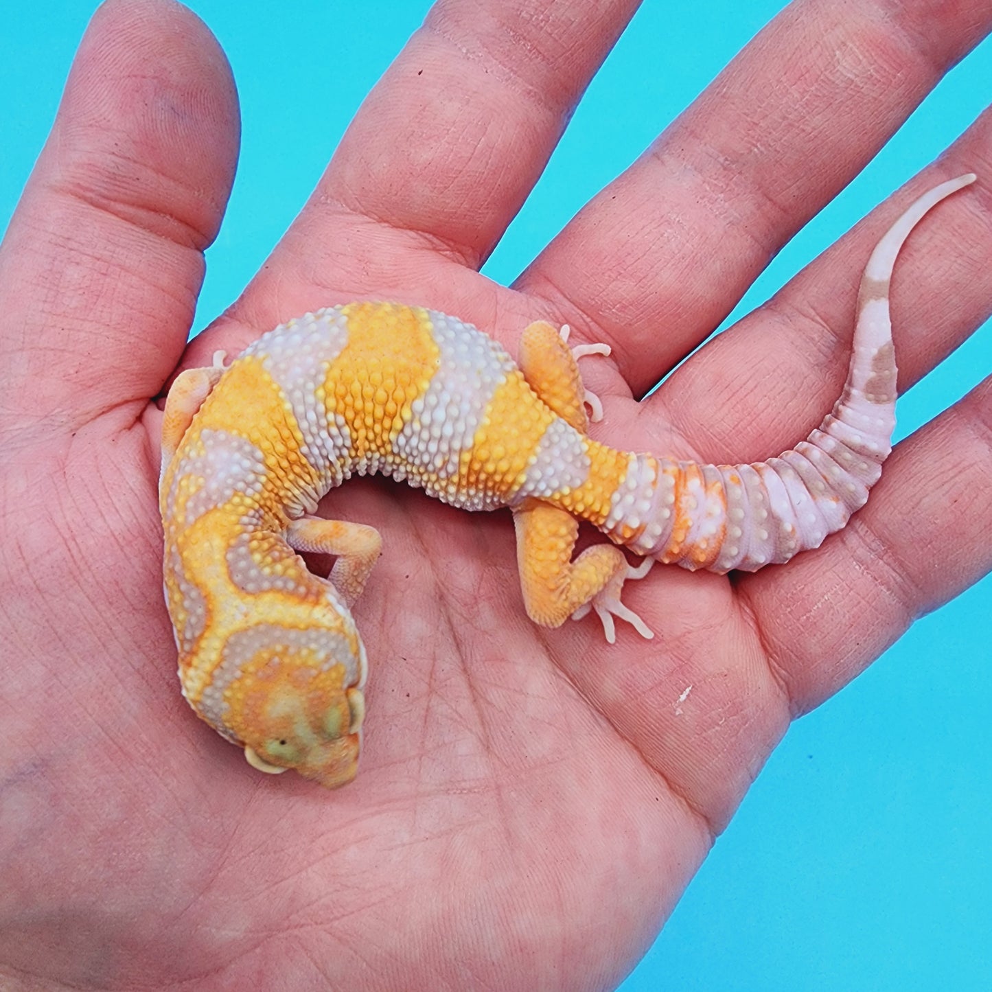 Red Diamond Mandarin Inferno Tremper Albino (unsexed)