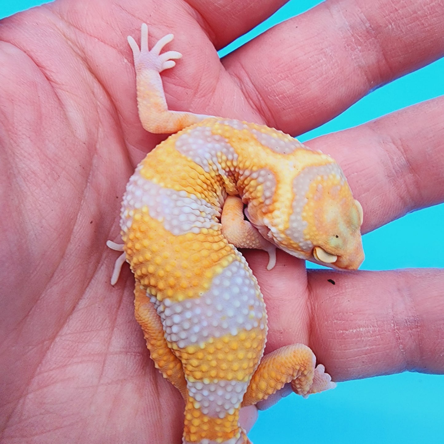 Red Diamond Mandarin Inferno Tremper Albino (unsexed)