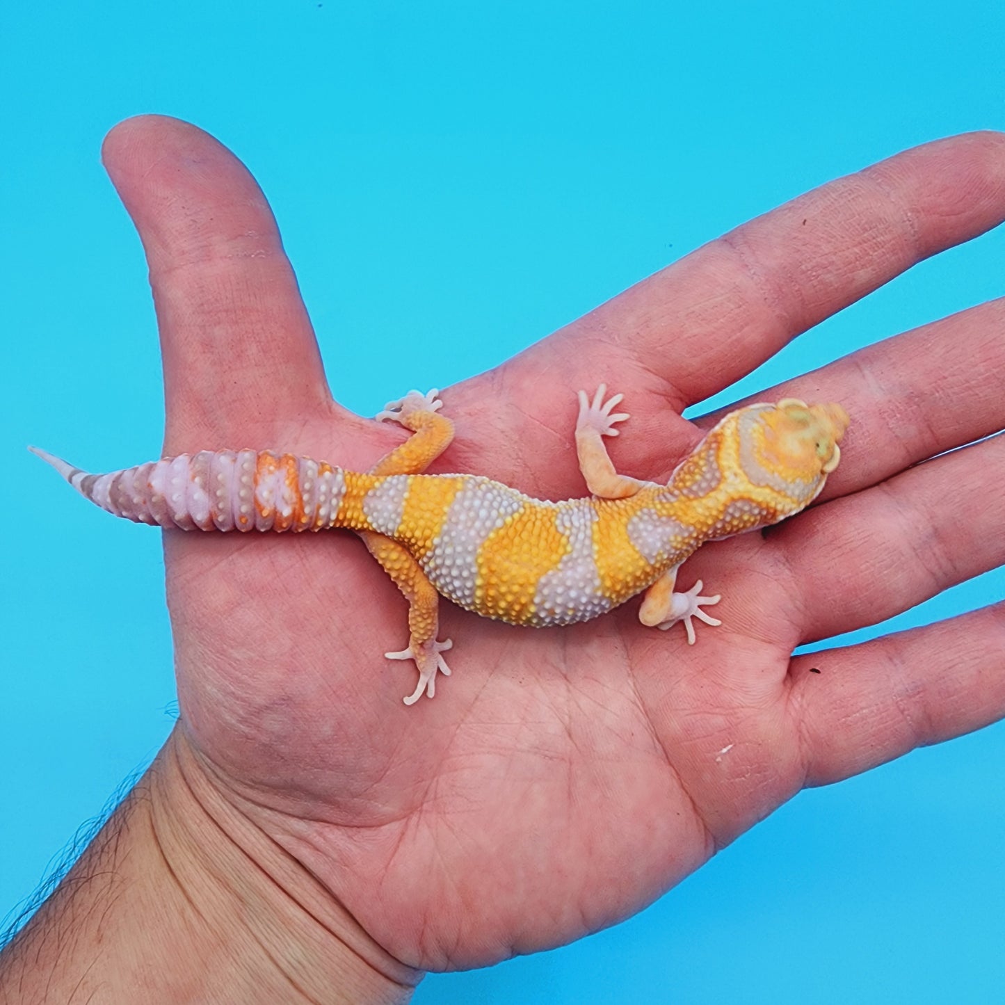 Red Diamond Mandarin Inferno Tremper Albino (unsexed)