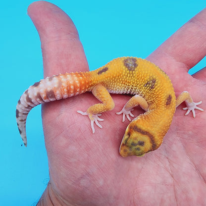 Mandarin Inferno Tremper Albino Purple Rain Jungle Emerine (unsexed)