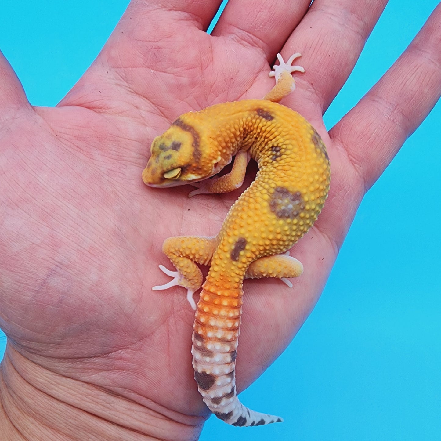 Mandarin Inferno Tremper Albino Purple Rain Jungle Emerine (unsexed)