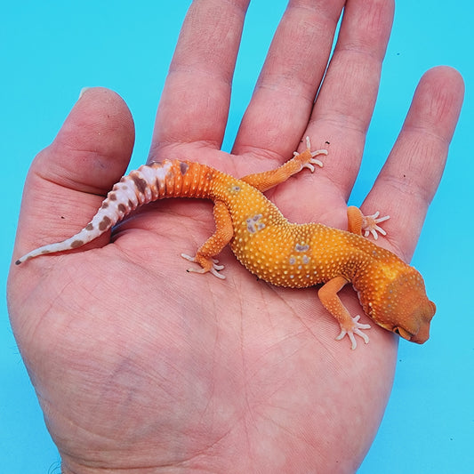 Mandarin Inferno Tremper Albino (unsexed)