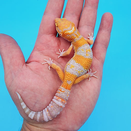 Red Diamond Mandarin Inferno Tremper Albino (unsexed)