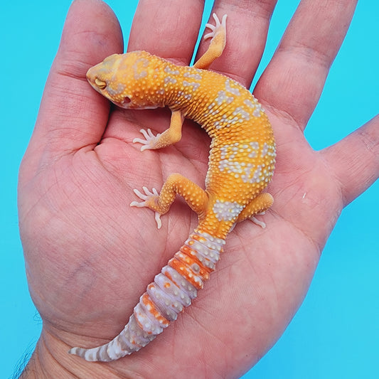 Red Diamond Mandarin Inferno Tremper Albino (unsexed) [slight kink tail tip]