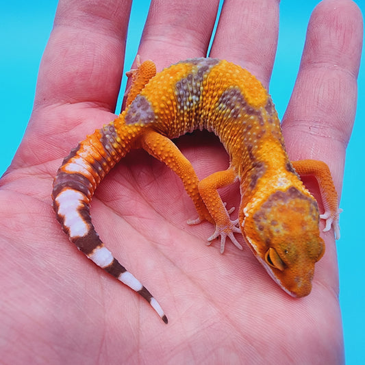 Unsexed Mandarin Inferno Tremper Albino