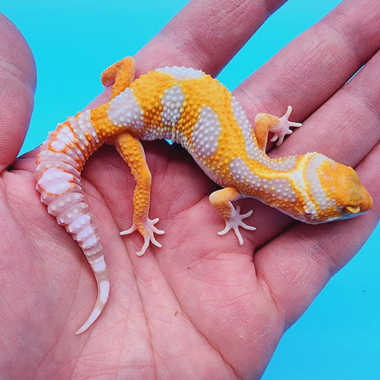 Male Red Diamond Mandarin Inferno Tremper Albino