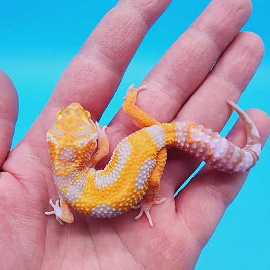 Male Red Diamond Mandarin Inferno Tremper Albino