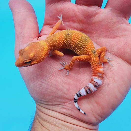 Unsexed Mandarin Inferno 100% het Tremper Albino