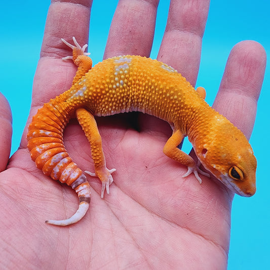 Unsexed Mandarin Inferno Tremper Albino