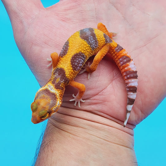 Unsexed Mandarin Inferno Tremper Albino