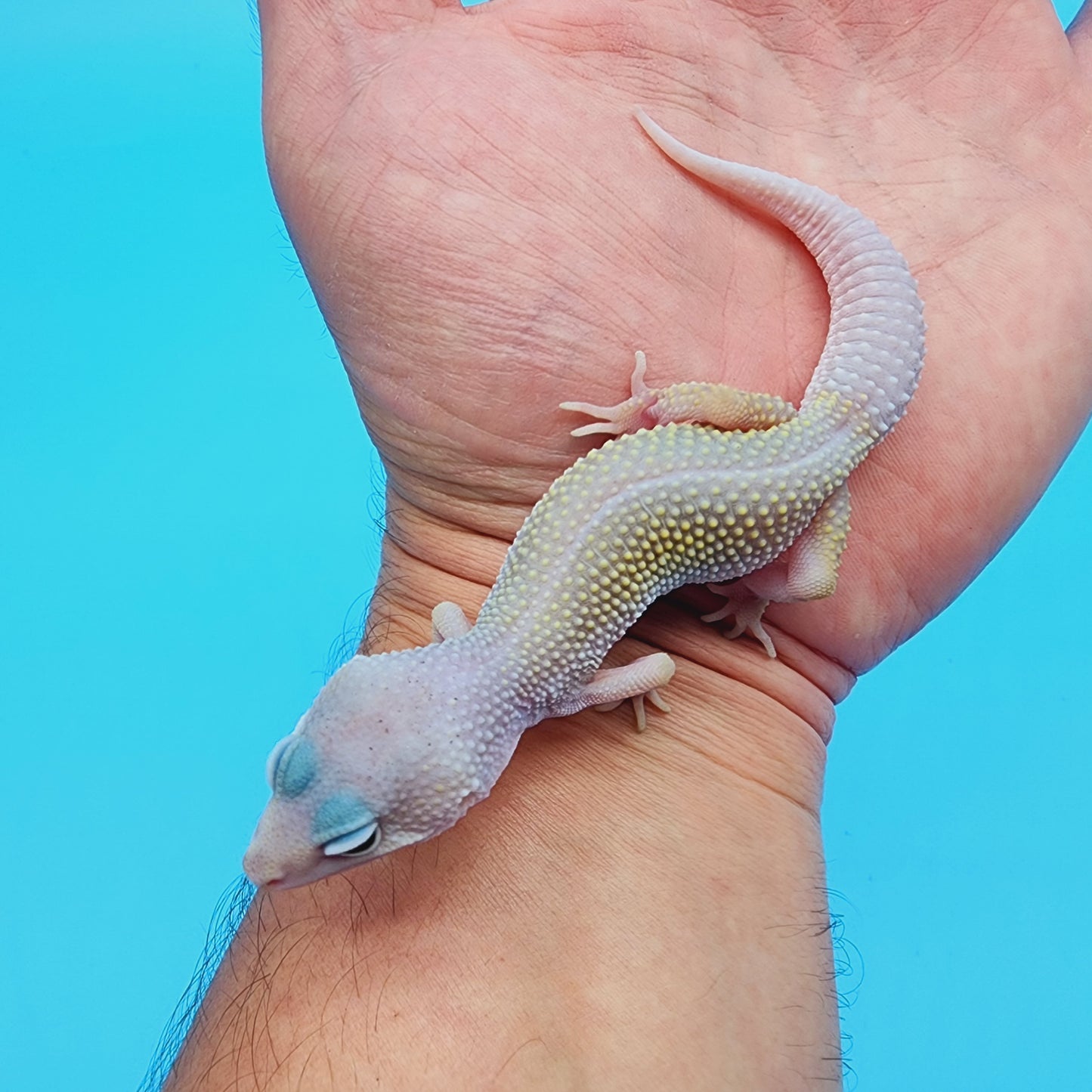 Male Afghanicus Blizzard Pos Mack Snow 100% het Diablo Blanco