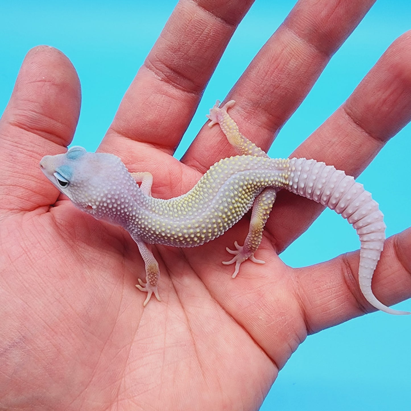 Male Afghanicus Blizzard Pos Mack Snow 100% het Diablo Blanco