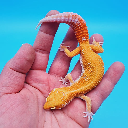 Male Red Diamond Mandarin Inferno Tremper Albino