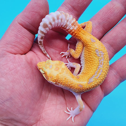 Male Red Diamond Mandarin Inferno Reverse-Stripe RAPTOR (snake eyes)