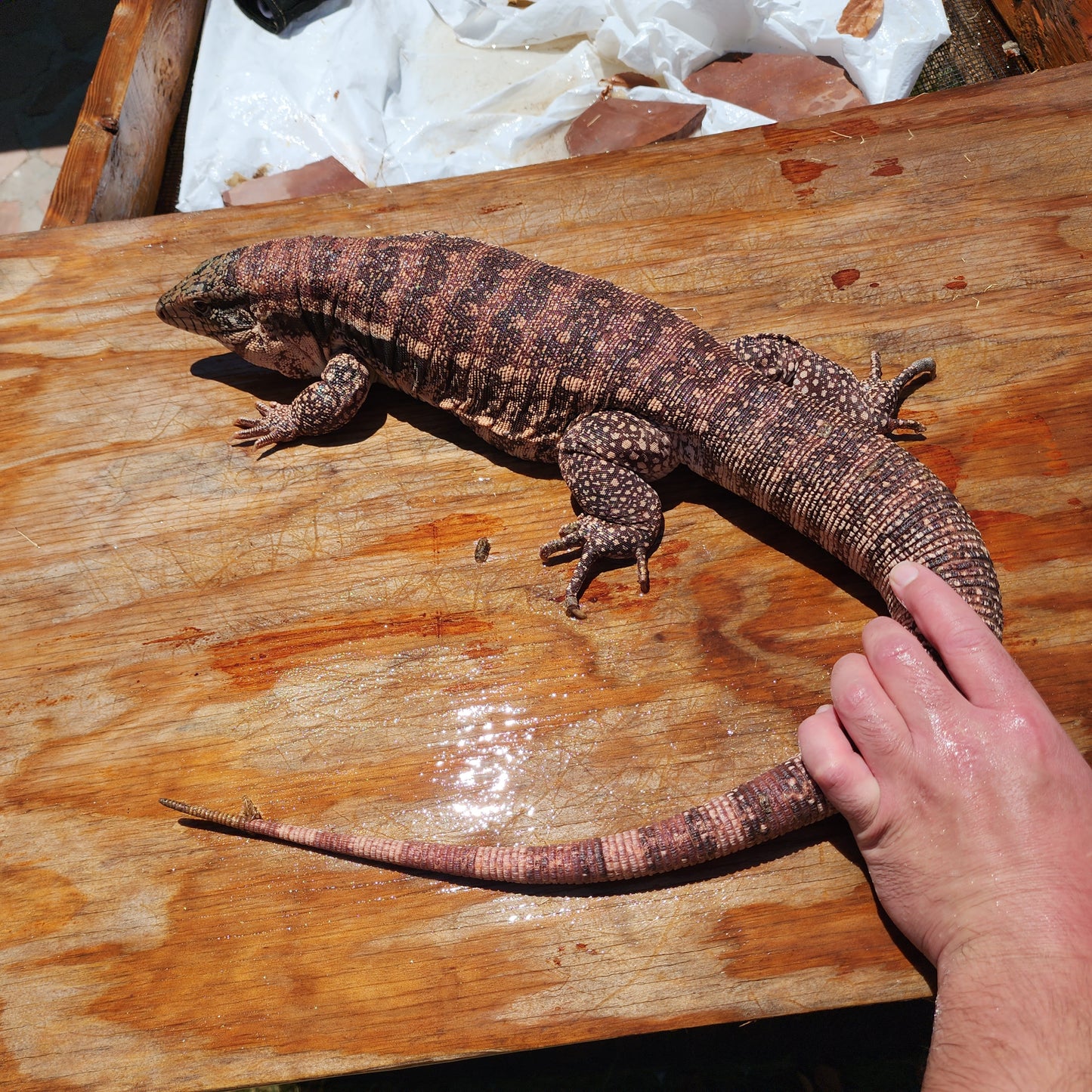 High White Red Tegu Baby