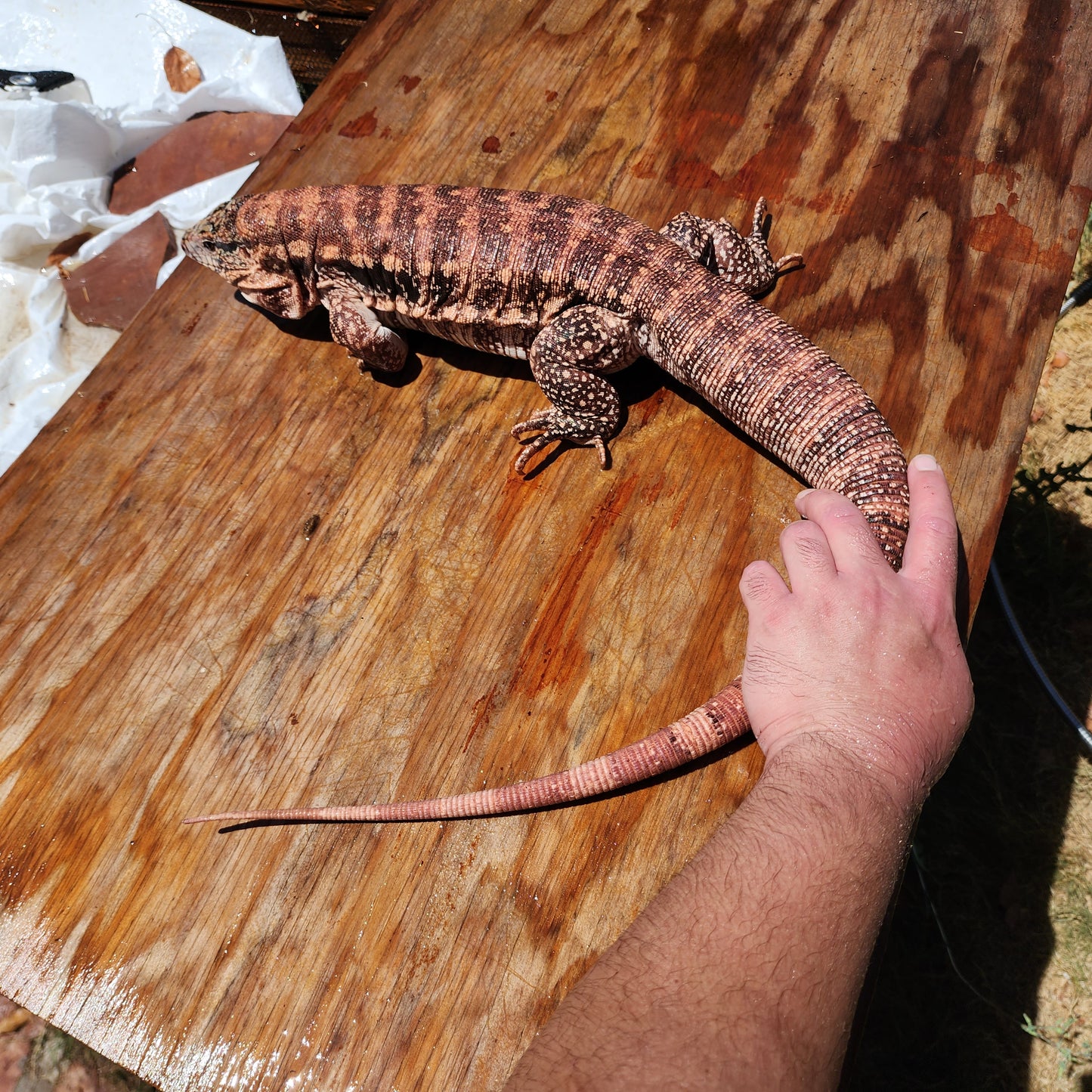 High White Red Tegu Baby