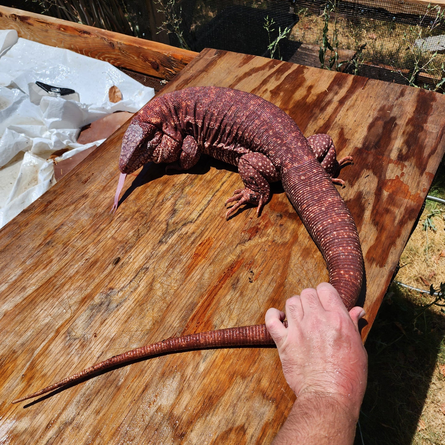 High White Red Tegu Baby