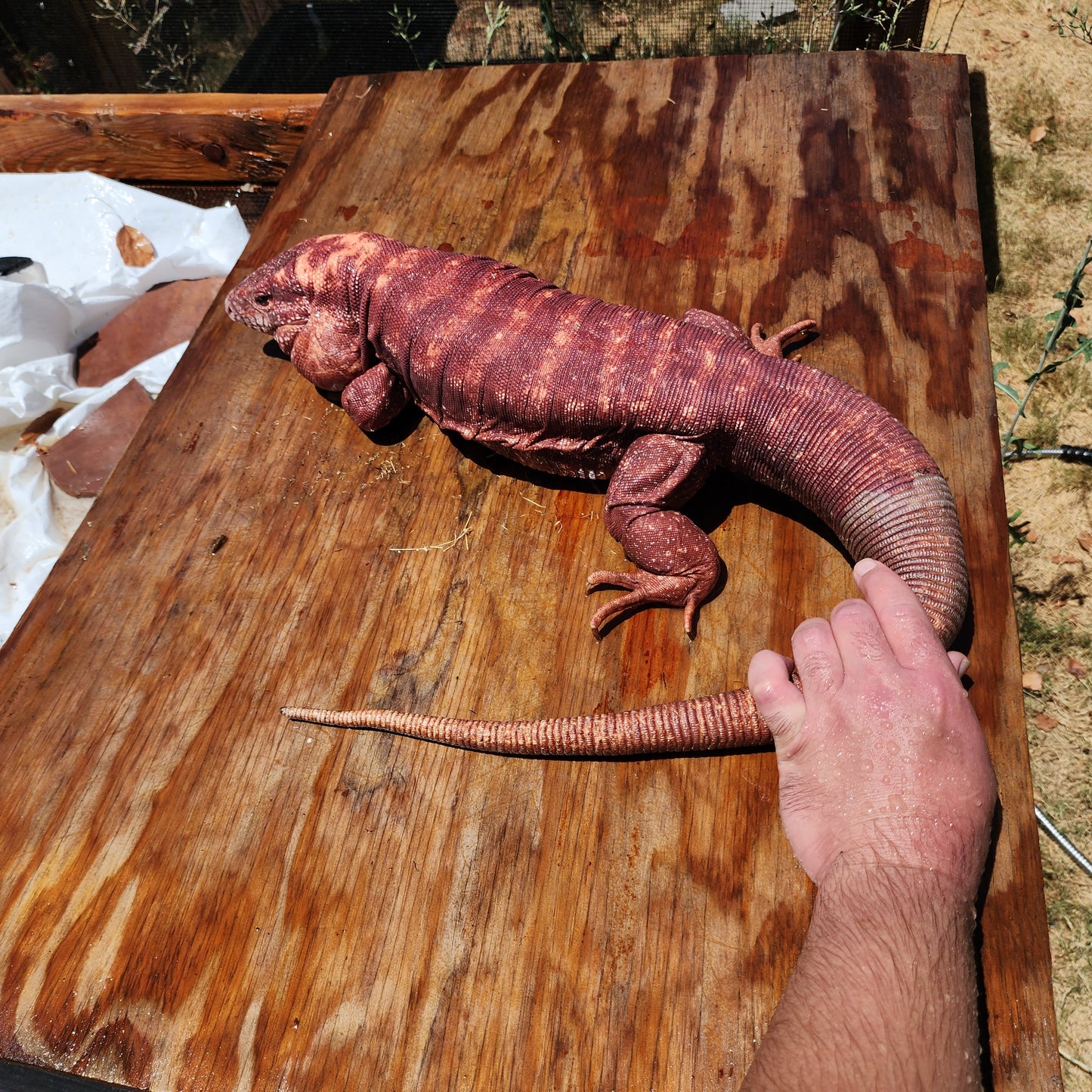 High White Red Tegu Baby