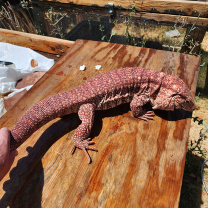 High White Red Tegu Baby