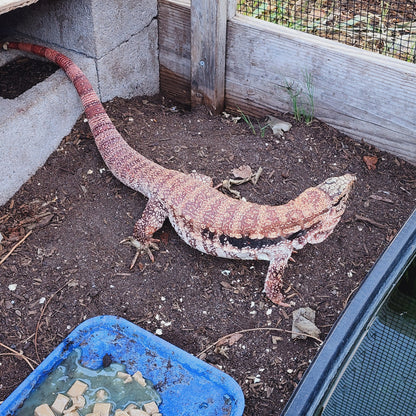 High White Red Tegu Baby