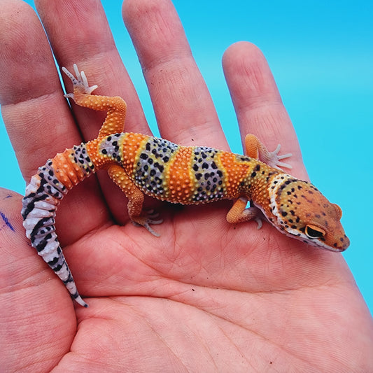 Unsexed Mandarin Inferno 100% Het Tremper Albino *MUCH nicer in person!*