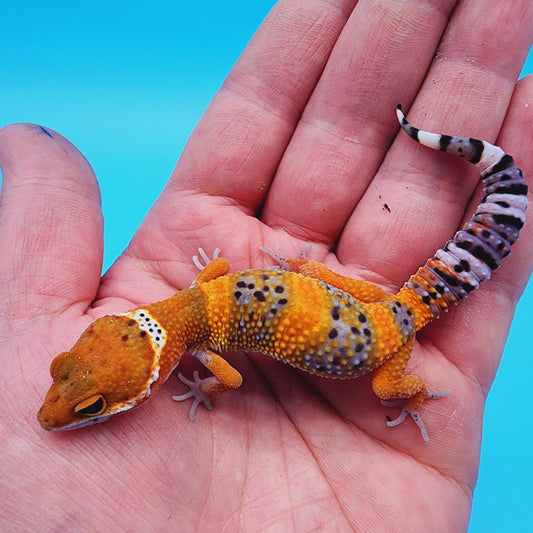 Unsexed Mandarin Inferno 100% Het Tremper Albino *MUCH nicer in person!*