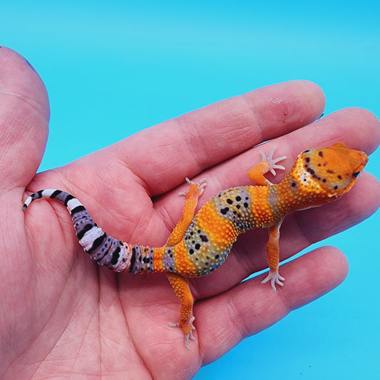 Unsexed Mandarin Inferno 100% Het Tremper Albino *MUCH nicer in person!*