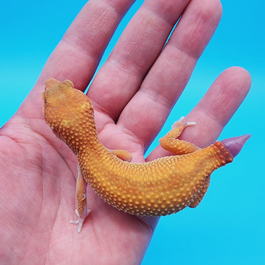 Female Mandarin Inferno Reverse Stripe 100% het Tremper Albino (regen tail)