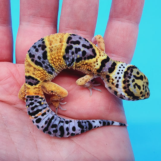 Fasciolatus Turcmenicus Hyper Xanthic Bold