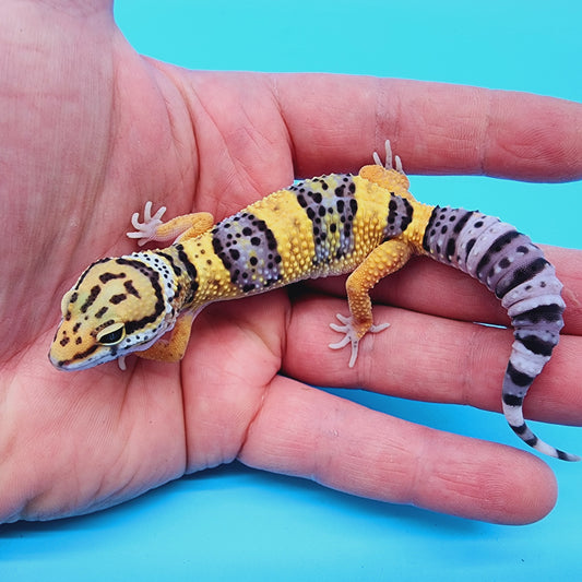 Mandarin Inferno Hyper Xanthic Bold Fasciolatus 100% Het Tremper (KOI Project)