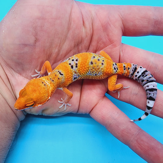 FIRE Mandarin Inferno 100% Het Tremper Albino *MUCHHH nicer in person!*