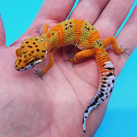 Mandarin Inferno Extreme Emerine 100% Het Tremper Albino *MUCH nicer in person!*