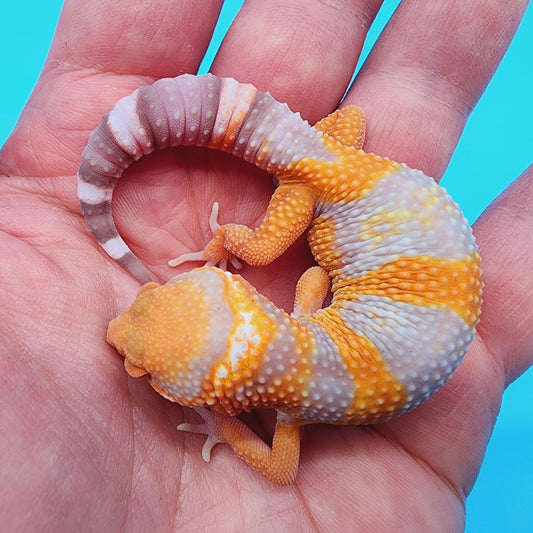 High White Mandarin Inferno Tremper Albino *MUCH nicer in person!*