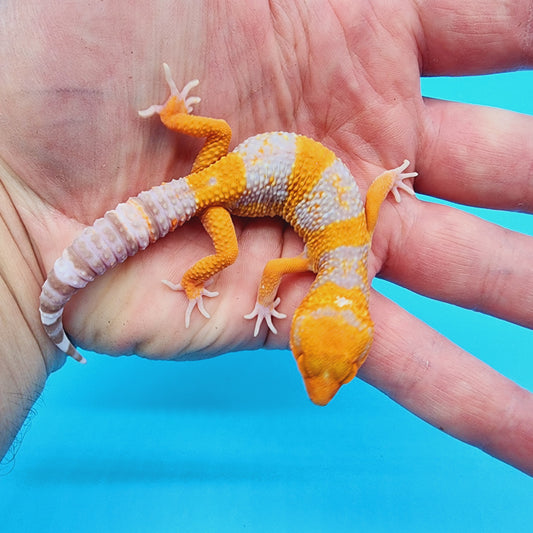 High White Mandarin Inferno Tremper Albino *MUCH nicer in person!*