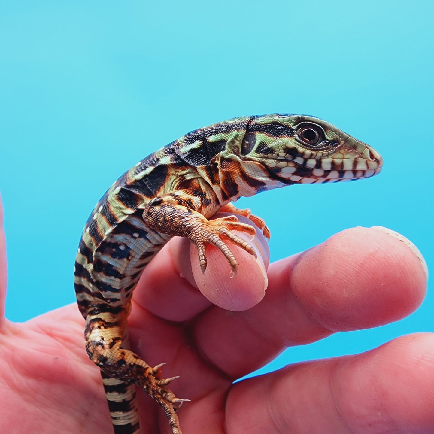 High White Red Tegu Baby