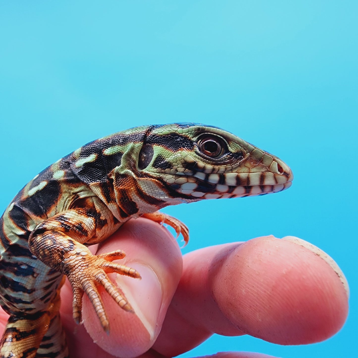 High White Red Tegu Baby