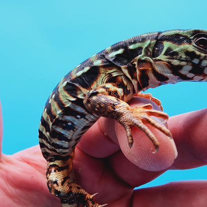 High White Red Tegu Baby