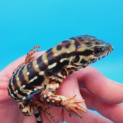 High White Red Tegu Baby