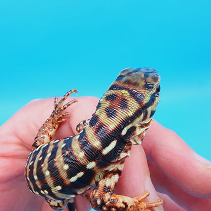 High White Red Tegu Baby