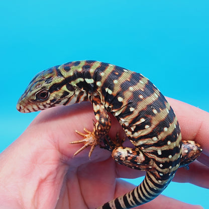 High White Red Tegu Baby