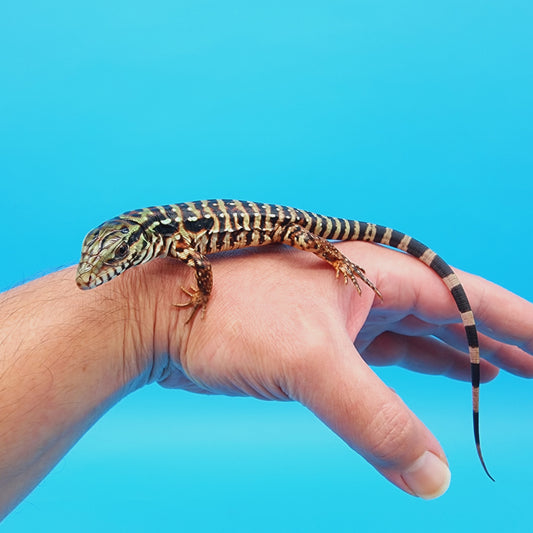 High White Red Tegu Baby