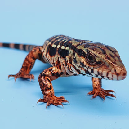 High White Red Tegu Baby